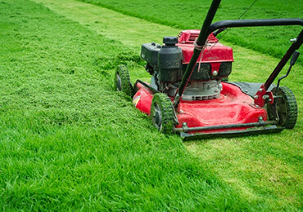 cắt tỉa cỏ sân vườn chuyên nghiệp